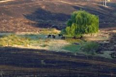 Fire at Cobbler Rd Jan 2013