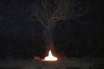 Fire-in-Tree-Kangiara