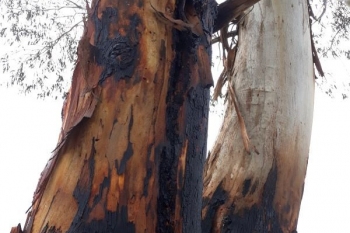 Lightning-Tree-Fire-Greenwood-Rd-10-Dec-2018-3