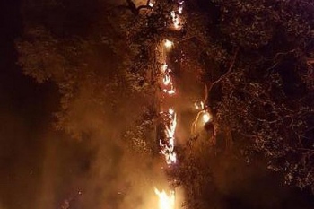 Tree-Fire-5-11-June-2017